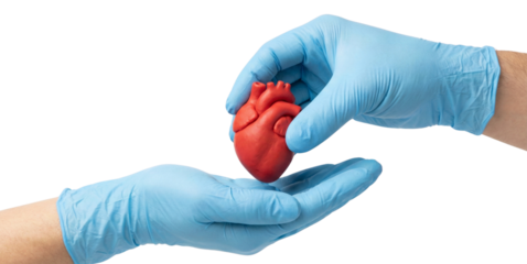 Surgeon hands in blue medical gloves transferring plastic heart model, organ donation concept, healthcare and medical assistance