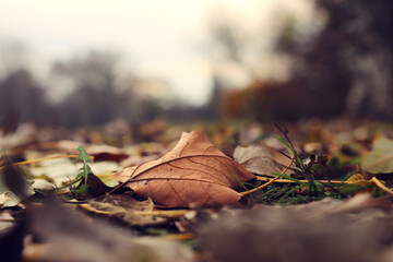Image of leaf and forest background