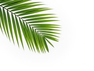 Obraz premium Palm leaf isolated on white background