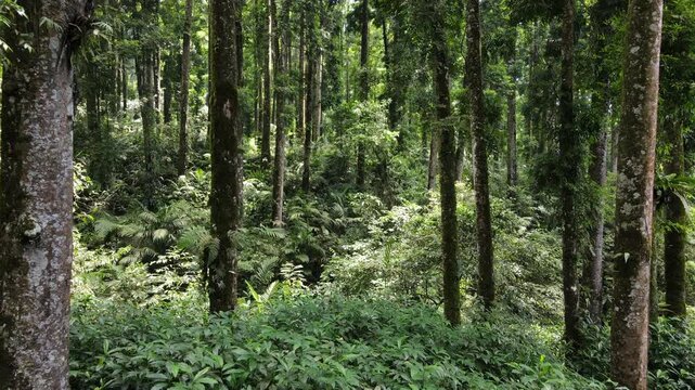 Aerial View of Lush Rubber and Damar Forest with Laurel and Orchid Plants