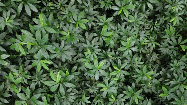 Aerial Video of Scenic Forest with Laurel and Orchid Plants