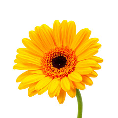 Naklejka premium A beautiful macro closeup of a blooming red gerbera daisy flower with vibrant petals isolated on a white background for a natural floral beauty blossom