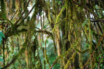 Moss Covered Branches in Rainforest
