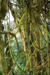 Fototapeta premium Moss Covered Branches in Rainforest