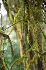 Moss Covered Branches in Rainforest