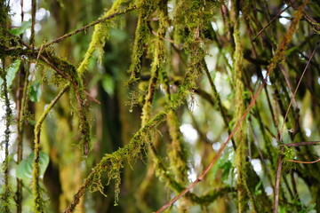 Moss Covered Branches in Rainforest