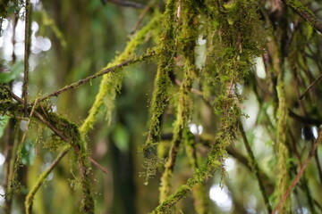 Moss Covered Branches in Rainforest