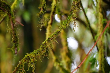 Moss Covered Branches in Rainforest