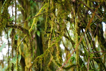 Moss Covered Branches in Rainforest