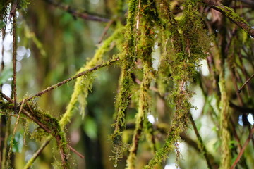 Moss Covered Branches in Rainforest