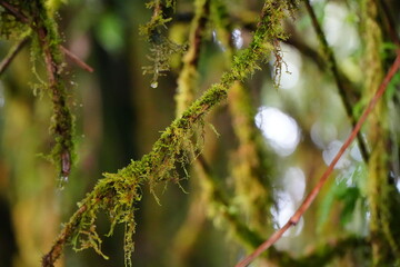 Moss Covered Branches in Rainforest