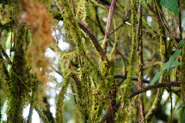 Moss Covered Branches in Rainforest