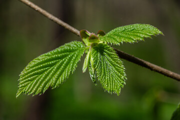 Coltsfoot flowers bloom in spring showcasing vibrant yellow petals and lush green leaves in a...