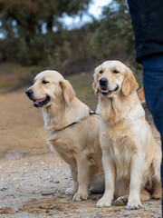 Couple of purebred golden retriever dogs sitting in the field together with their owner