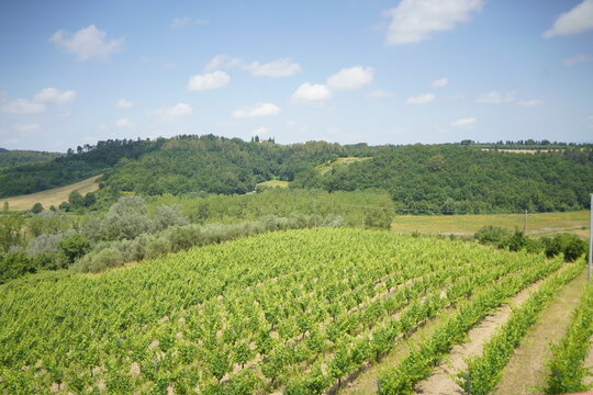 vigne in estate in campagna toscana