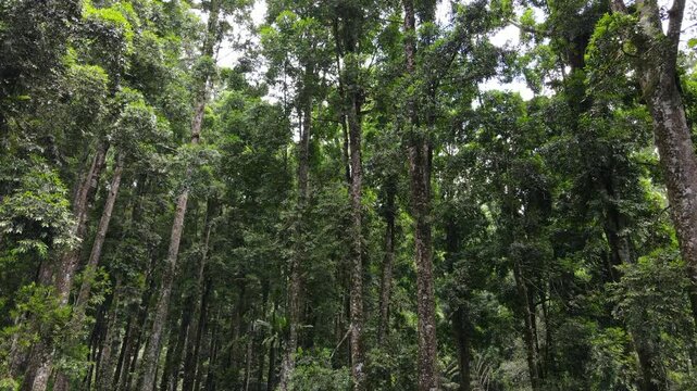 Aerial View of Lush Rubber and Damar Forest with Laurel and Orchid Plants