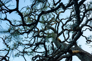 松の木の枝を見上げる