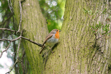 Fototapeta premium Wild robin redbreast sitting on a thuja trunk . Wild birds, fauna, wildlife protection. 