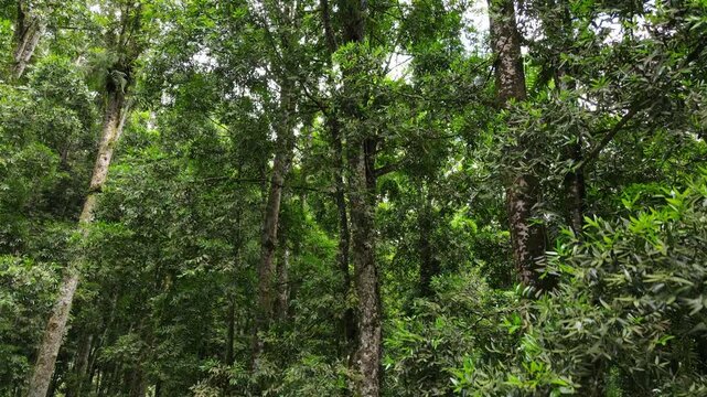 Aerial View of Lush Rubber and Damar Forest with Laurel and Orchid Plants