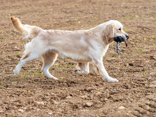 Purebred golden retriever dog in the field walking with a game in his mouth