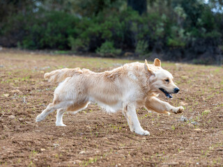 Purebred golden retriever dog in the field running looking to collect a piece