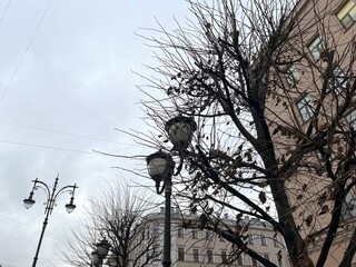 Ornate St. Petersburg Facade and Bare Tree Branches Against the Sky. Architectural Detail Low Angle View.