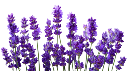 A vibrant purple lavender flowers vector illustration features a blooming garden field of spring flora and violet blossoms in a nature meadow with macro herbal leaves for a beautiful aroma background