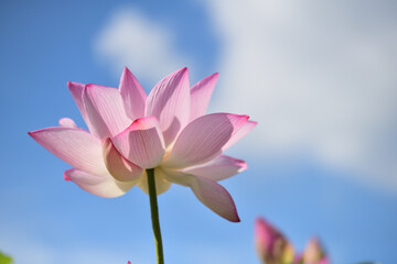 青空に向かって大きな花を広げる古代蓮の花