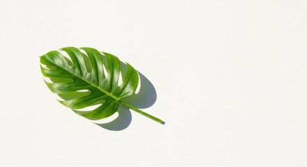 Fototapeta premium Vibrant green Hurricane Plant leaf casts shadow on a bright white background