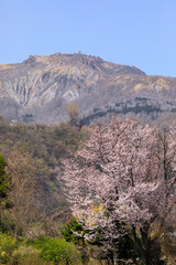 北海道壮瞥町、伊達市側から眺めた有珠山と桜【5月】