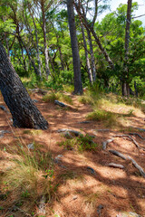 A beautiful forest in summer, with sunbeams shining through the green branches of the trees and creating shadows on the ground.