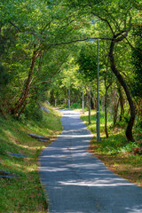 Fototapeta premium a cozy walking path in the park among trees and forested mountains