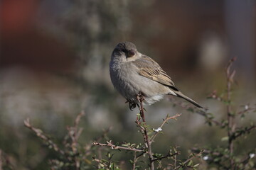 Male House Sparrow (Passer domesticus) perched on a tree branch with a blurred natural background. Close-up portrait of a common small bird , House Sparrow (Passer domesticus) standing on the ground f