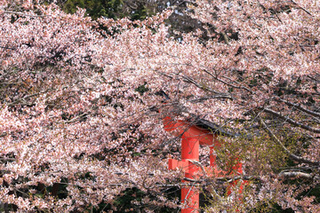 北海道洞爺湖町、神社の境内で咲き誇る桜【5月】
