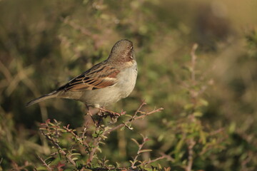 Male House Sparrow (Passer domesticus) perched on a tree branch with a blurred natural background. Close-up portrait of a common small bird , House Sparrow (Passer domesticus) standing on the ground f