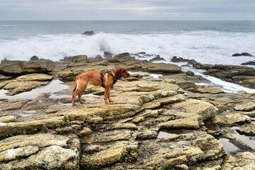 Brown dog on rocky coast with crashing waves &mdash; adventurous pet by the sea