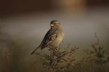 Male House Sparrow (Passer domesticus) perched on a tree branch with a blurred natural background. Close-up portrait of a common small bird , House Sparrow (Passer domesticus) standing on the ground f