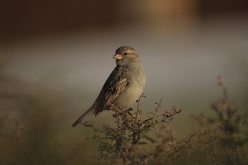 Male House Sparrow (Passer domesticus) perched on a tree branch with a blurred natural background. Close-up portrait of a common small bird , House Sparrow (Passer domesticus) standing on the ground f