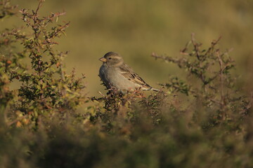 Male House Sparrow (Passer domesticus) perched on a tree branch with a blurred natural background. Close-up portrait of a common small bird , House Sparrow (Passer domesticus) standing on the ground f