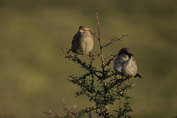 Male House Sparrow (Passer domesticus) perched on a tree branch with a blurred natural background. Close-up portrait of a common small bird , House Sparrow (Passer domesticus) standing on the ground f
