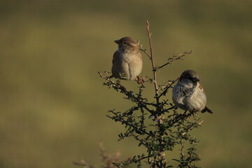 Male House Sparrow (Passer domesticus) perched on a tree branch with a blurred natural background. Close-up portrait of a common small bird , House Sparrow (Passer domesticus) standing on the ground f