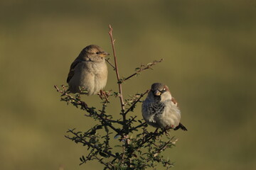 Male House Sparrow (Passer domesticus) perched on a tree branch with a blurred natural background. Close-up portrait of a common small bird , House Sparrow (Passer domesticus) standing on the ground f