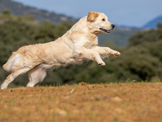 Purebred golden retriever dog in the field running looking to pick up hunting piece