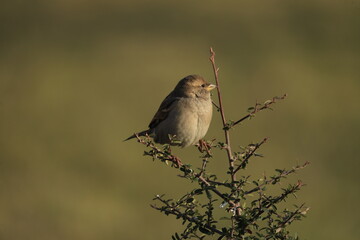 Male House Sparrow (Passer domesticus) perched on a tree branch with a blurred natural background. Close-up portrait of a common small bird , House Sparrow (Passer domesticus) standing on the ground f