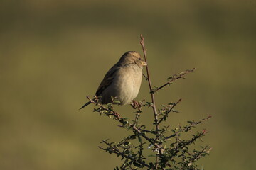 Male House Sparrow (Passer domesticus) perched on a tree branch with a blurred natural background. Close-up portrait of a common small bird , House Sparrow (Passer domesticus) standing on the ground f