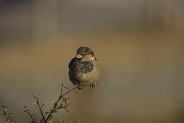 Male House Sparrow (Passer domesticus) perched on a tree branch with a blurred natural background. Close-up portrait of a common small bird , House Sparrow (Passer domesticus) standing on the ground f