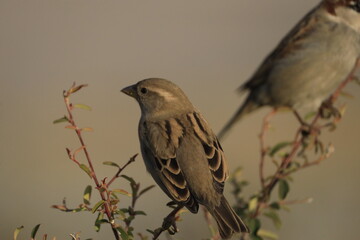Male House Sparrow (Passer domesticus) perched on a tree branch with a blurred natural background. Close-up portrait of a common small bird , House Sparrow (Passer domesticus) standing on the ground f