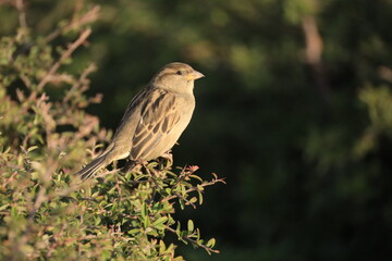 Male House Sparrow (Passer domesticus) perched on a tree branch with a blurred natural background. Close-up portrait of a common small bird , House Sparrow (Passer domesticus) standing on the ground f