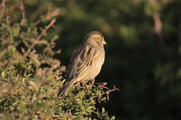 Male House Sparrow (Passer domesticus) perched on a tree branch with a blurred natural background. Close-up portrait of a common small bird , House Sparrow (Passer domesticus) standing on the ground f