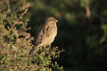 Male House Sparrow (Passer domesticus) perched on a tree branch with a blurred natural background. Close-up portrait of a common small bird , House Sparrow (Passer domesticus) standing on the ground f